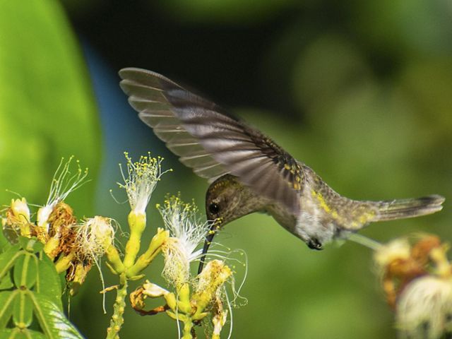 Un colibrí se alimenta de una flor