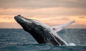 Una ballena jorobada saltando frente a la costa de California