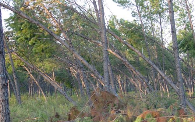 Trees knocked over in a forest after a storm.
