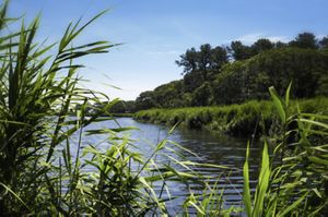 A view of a pond but the foreground is bordered by plants. 