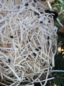 These small black, beetles (Laricobius nigrinus) on poplar wood shavings are tiny predators that eat hemlock woolly adelgids. They will be placed on Eastern hemlock. 