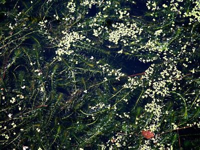 Like many invasive aquatic plants, the aquarium trade introduced hydrilla, and it now spreads when plant parts hitchhike on boats and trailers.
