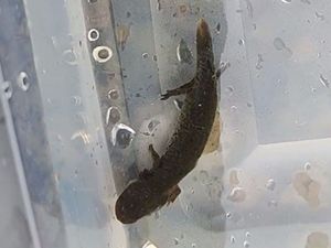 Closeup of a juvenile hellbender salamander.