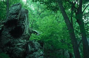 A rock outcrop in the middle of a green forest. 
