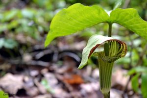 A jack-in-the-pulpit wildflower on the forest floor. 