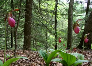 A close-up of pink lady slippers on the forest floor in Baraboo Hills, Wisconsin.