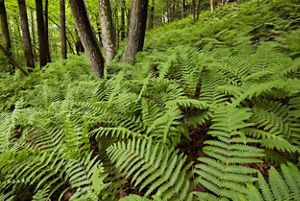 Ferns covering a forest floor. 
