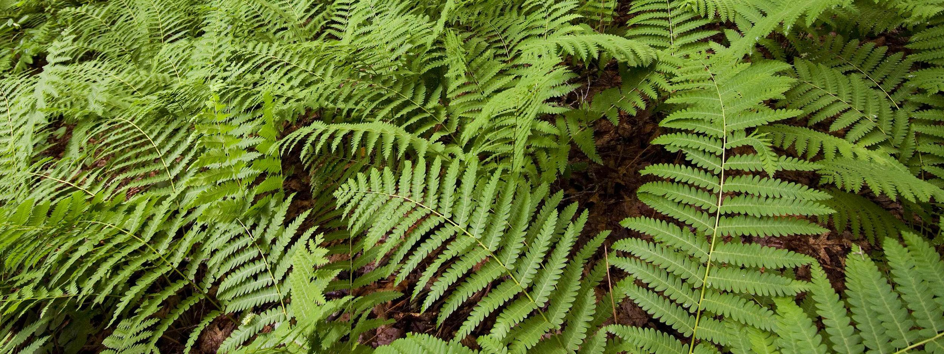 Bright green ferns cover a forest floor.