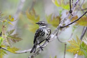 A black-and-white warbler perched on a branch.