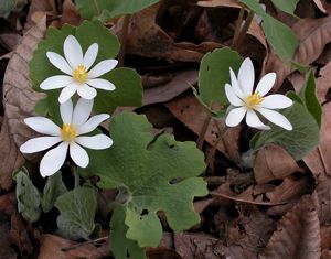 Bloodroot flowers blooming among leaf litter on a forest floor. 