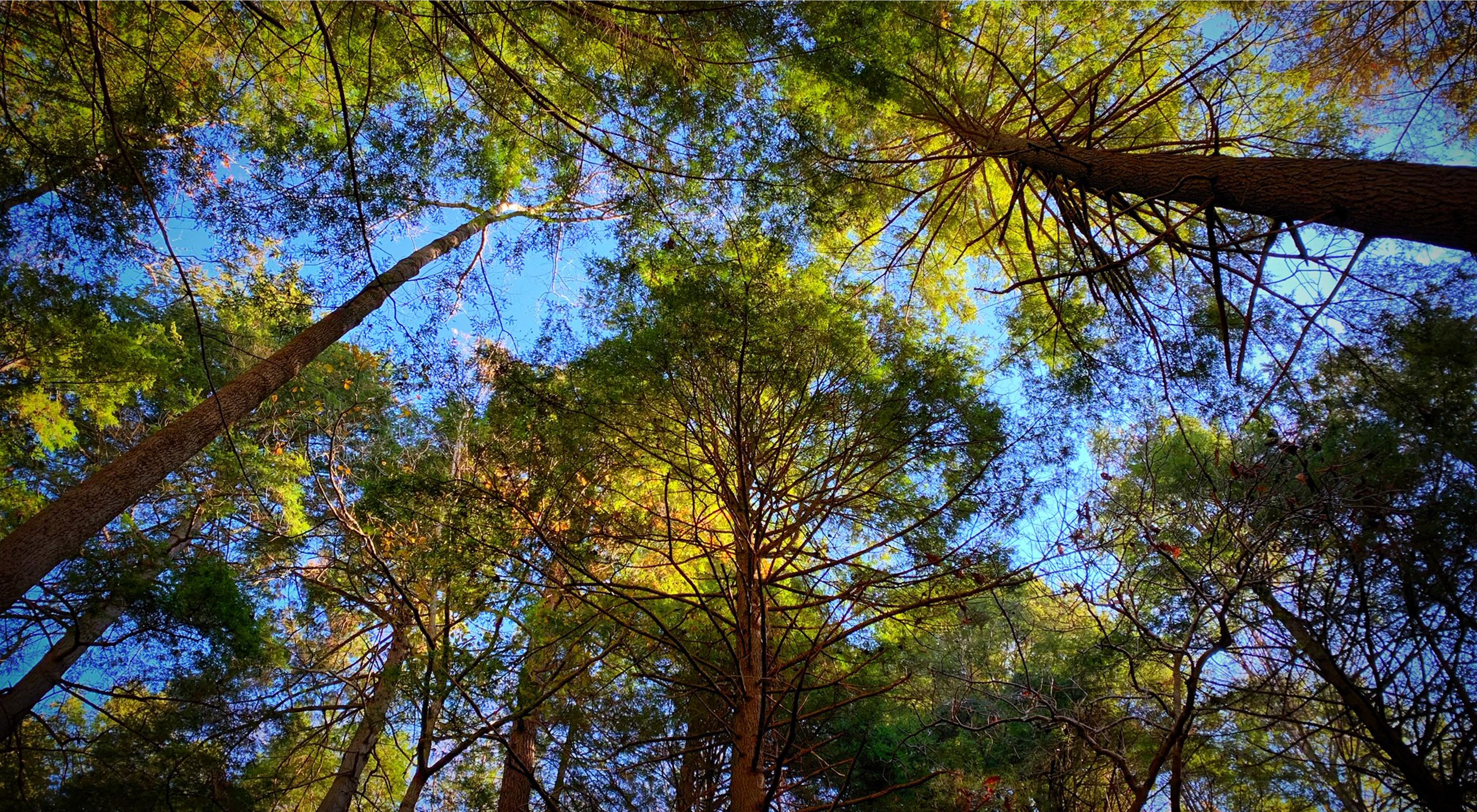 A blue sky is viewed through a dense tree canopy of green leaves.