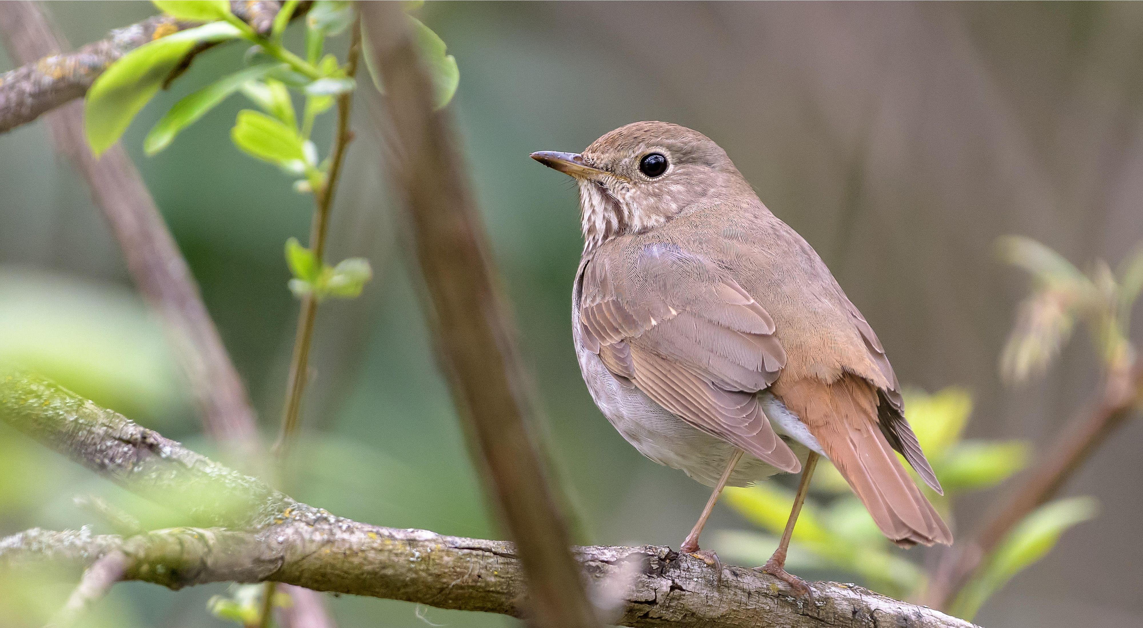 Closeup of a brown hermit thrush perched on a branch.