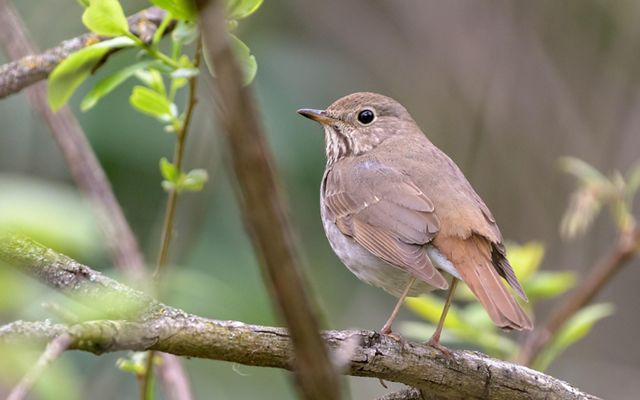A small brown hermit thrush sits on a tree branch.
