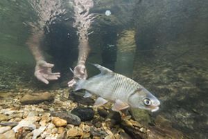 Two hands release a large gray fish into clear waters.