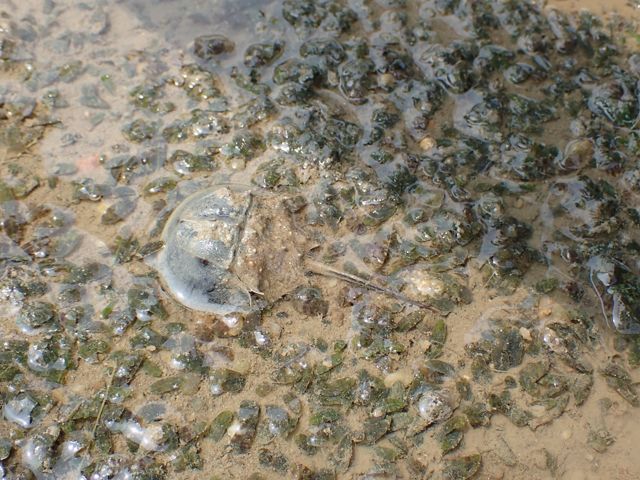 An endangered horseshoe crab and seagrass species 