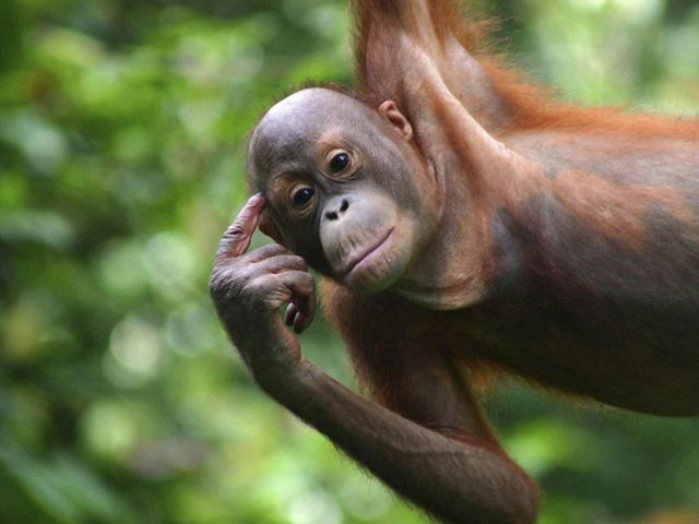 A closeup of an orangutan's face while it touches a pointer finger to its temple.