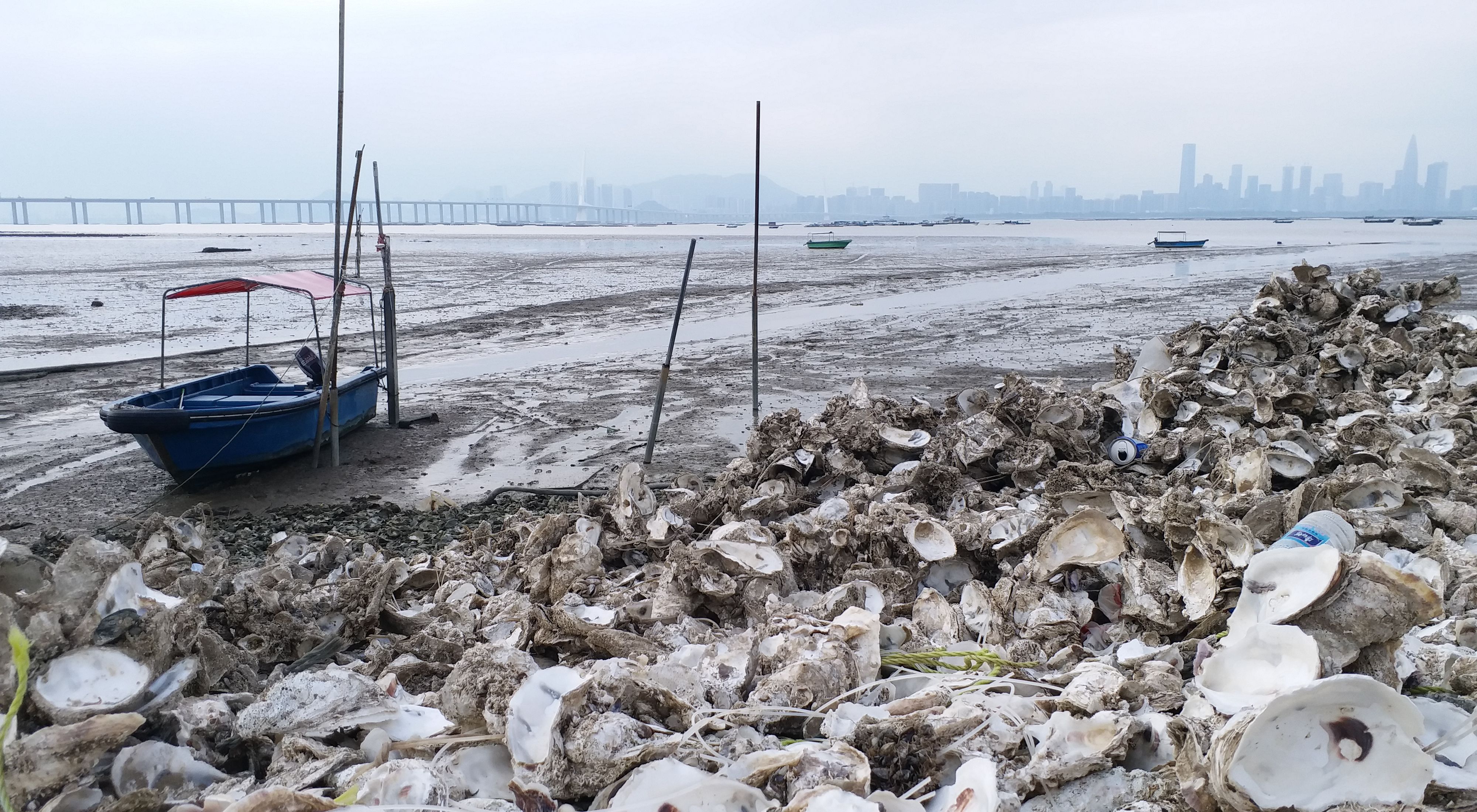 Oyster shells are discarded along the shoreline near Deep Bay.