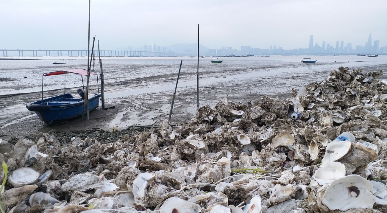 A small boat sits in mud near the shore that is lined with discarded oyster shells.