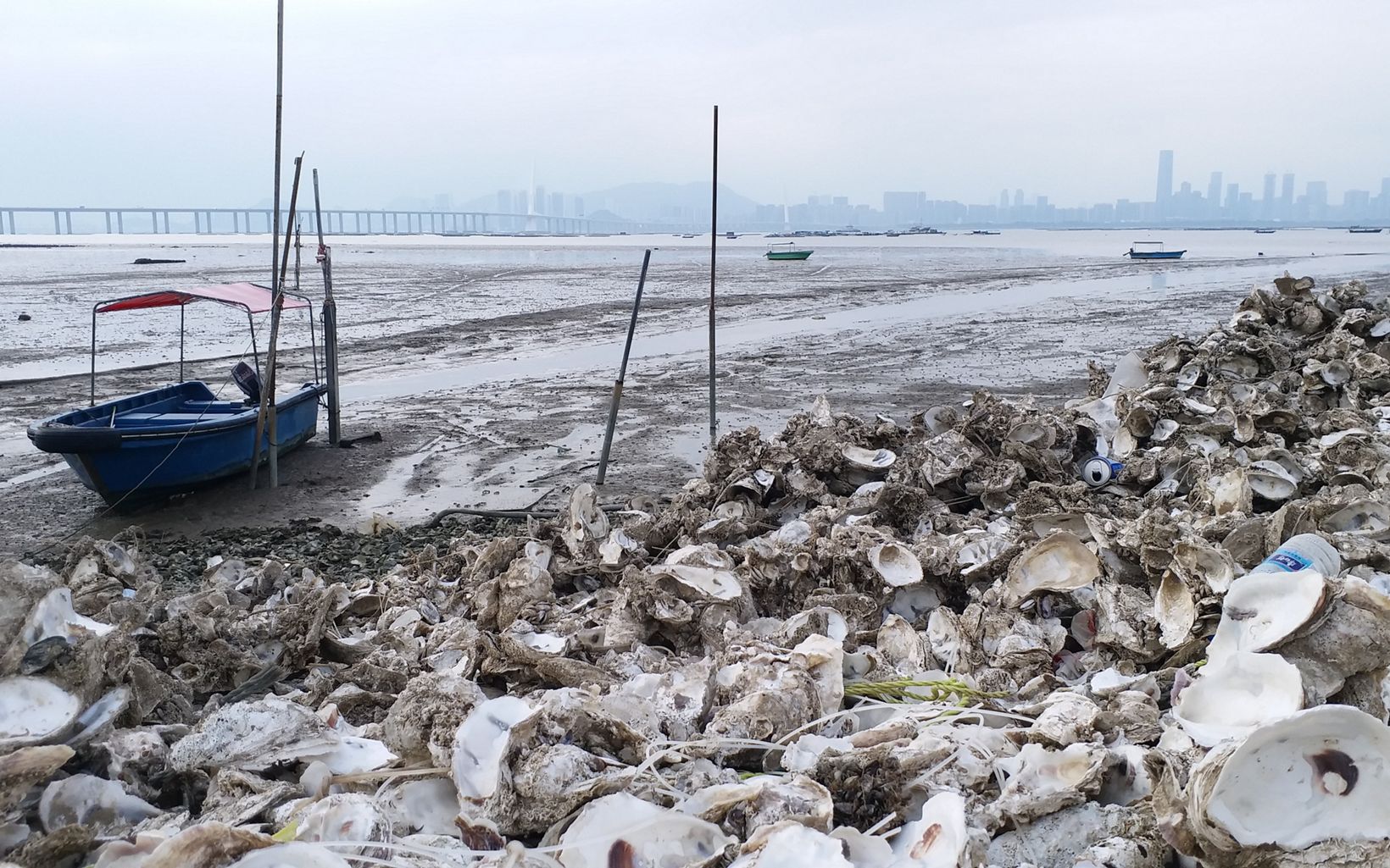 蠔民的參與 蠔民也把那些被棄置於沿岸地方的蠔殼回收。這些蠔殼往往與其他廢料混合在一起，例如水泥和膠網，為岸邊製造更多垃圾，更令野生動物的棲息地逐漸退化。 © Anniqa Law/TNC