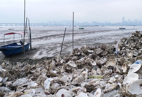 A small boat sits in mud near the shore that is lined with discarded oyster shells.