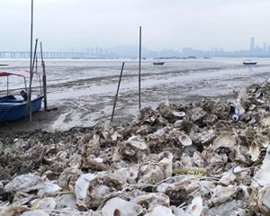 A small boat sits in mud near the shore that is lined with discarded oyster shells.