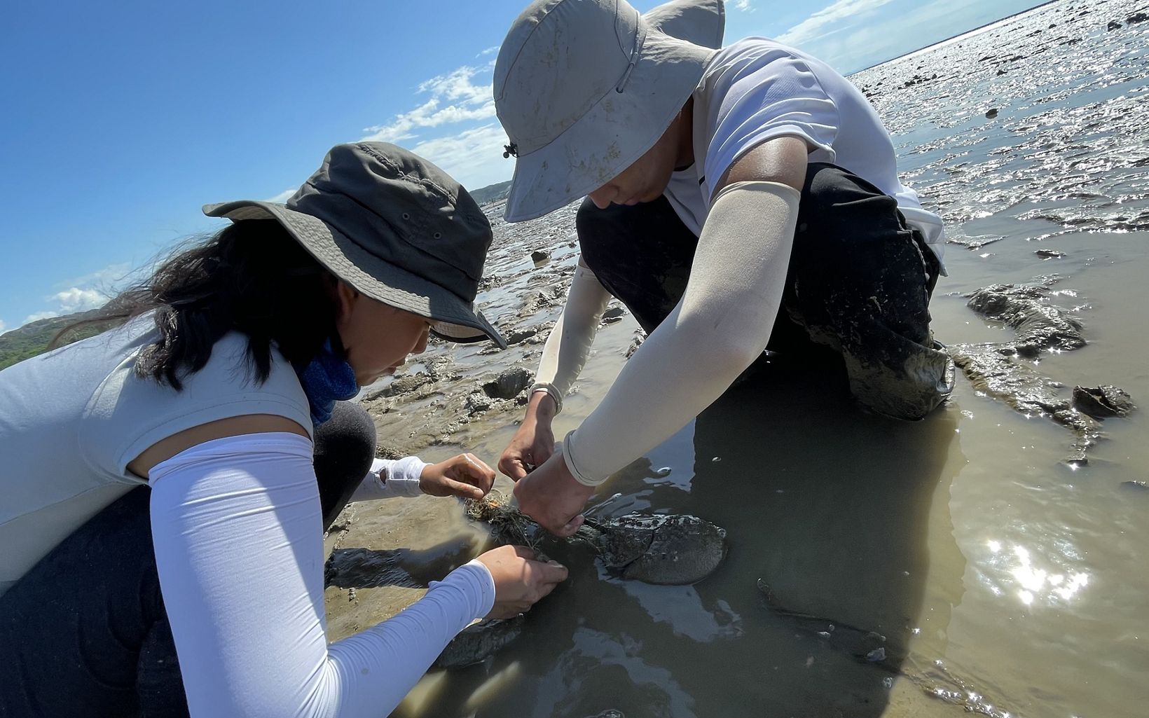 Two young women try to untie a horseshoe crab in a mudflat