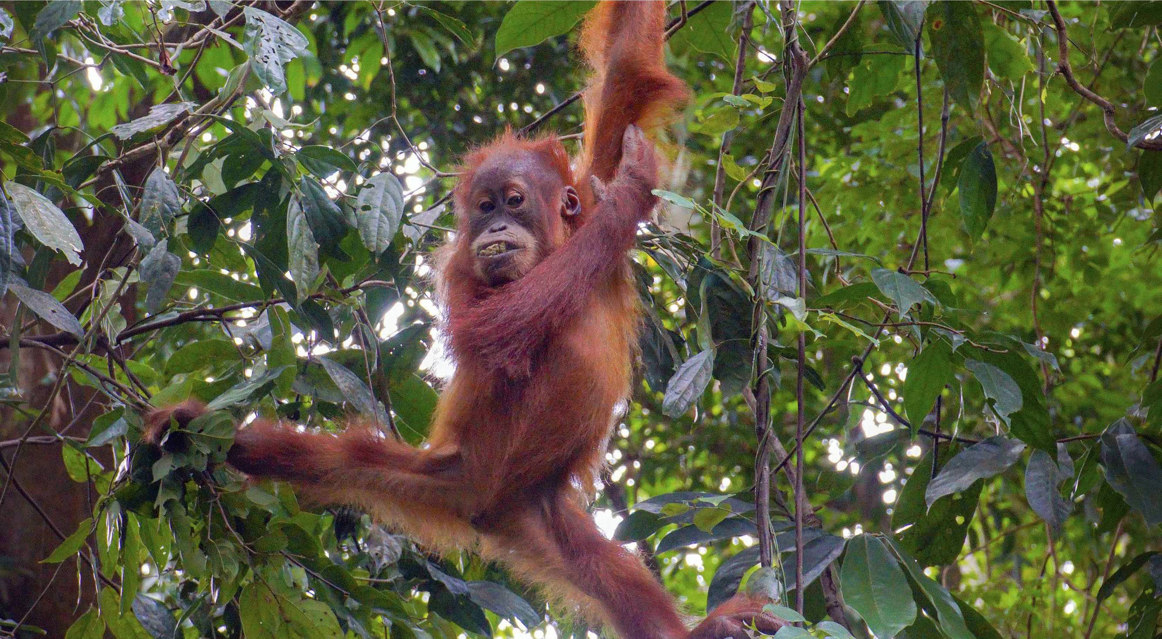 A small orangutan hangs from a tree.