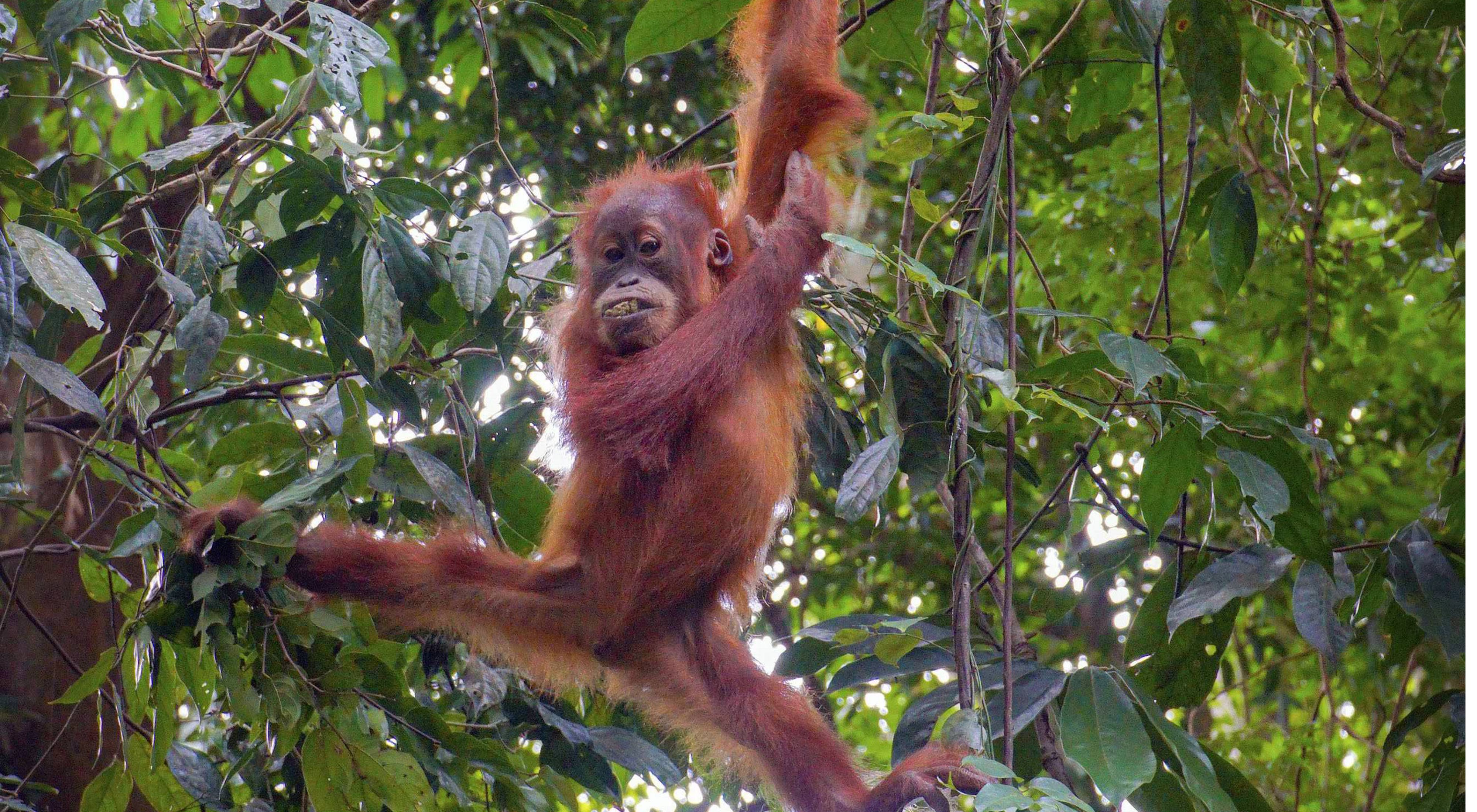 Test Your Orangutan IQ The Nature Conservancy Hong Kong Test Your Orangutan IQ The Nature Conservancy Hong Kong