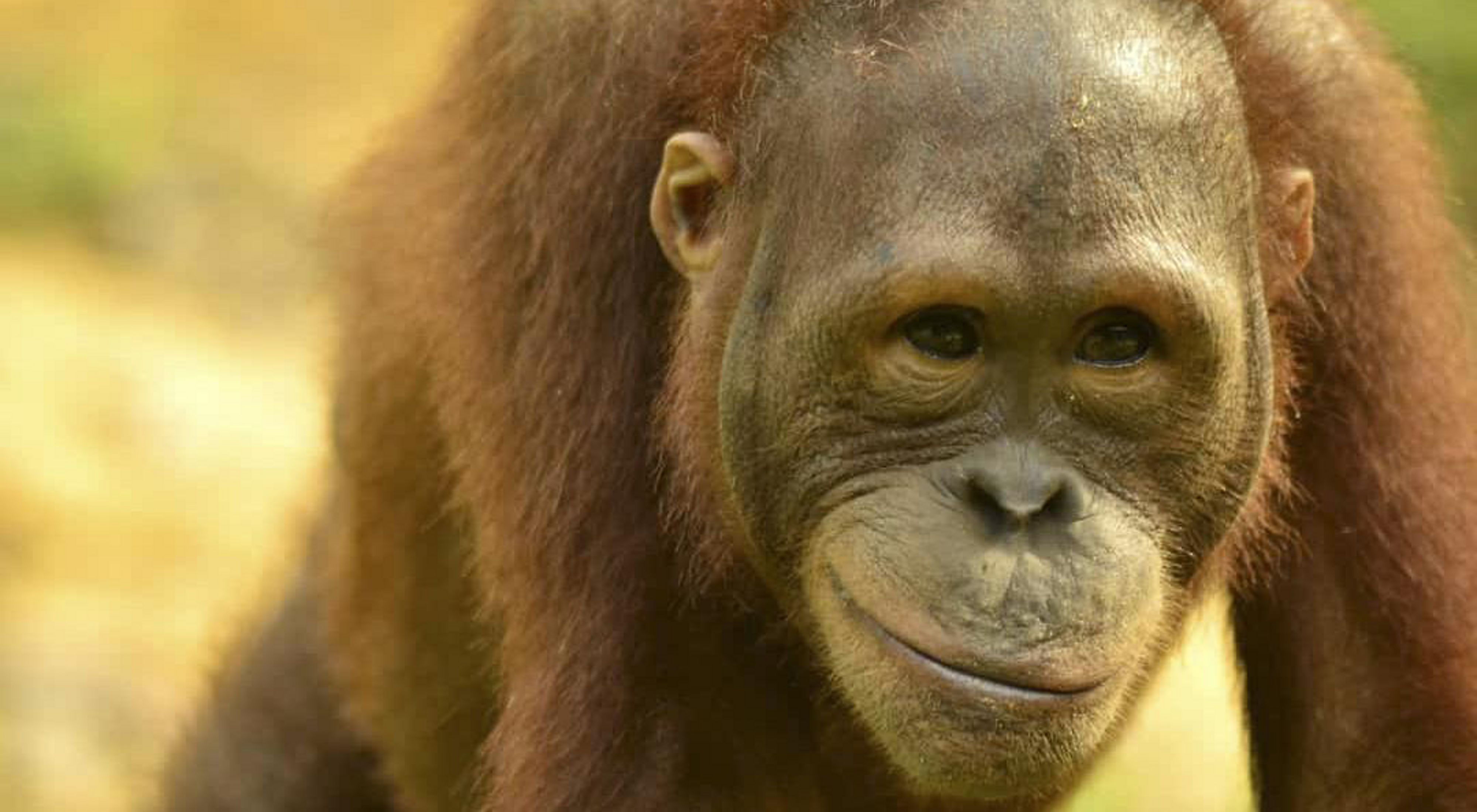 An upclose of an orangutan that appears to be smiling.