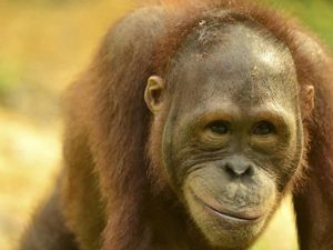 An up close  image of an orangutan's face who appears to be smiling. 