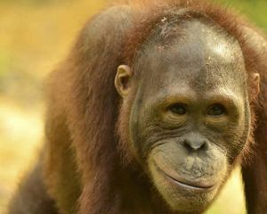 An up close  image of an orangutan's face who appears to be smiling.