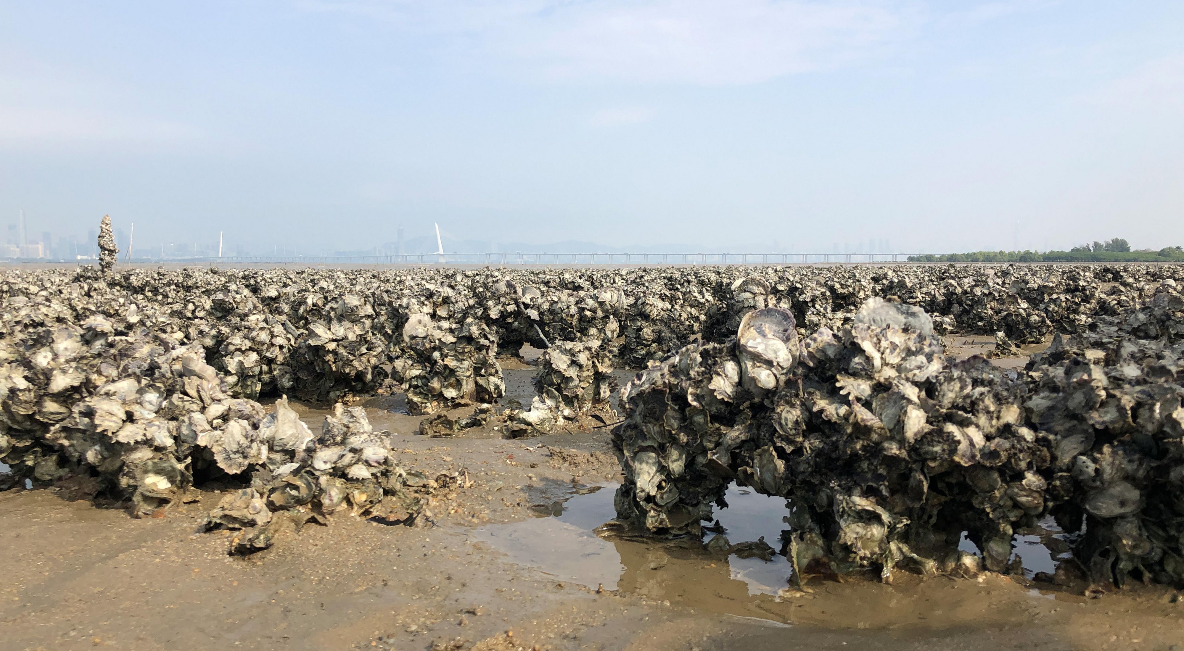 Up close view of oyster shells with a bridge in the background. 