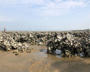 Up close view of oyster shells with a bridge in the bac