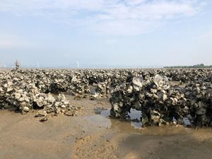 Up close view of oyster shells with a bridge in the bac