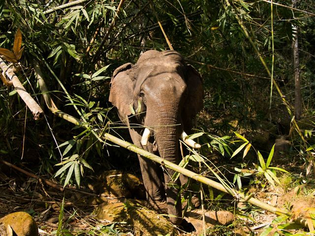 An elephant stands in a forest, surrounded by bamboo.