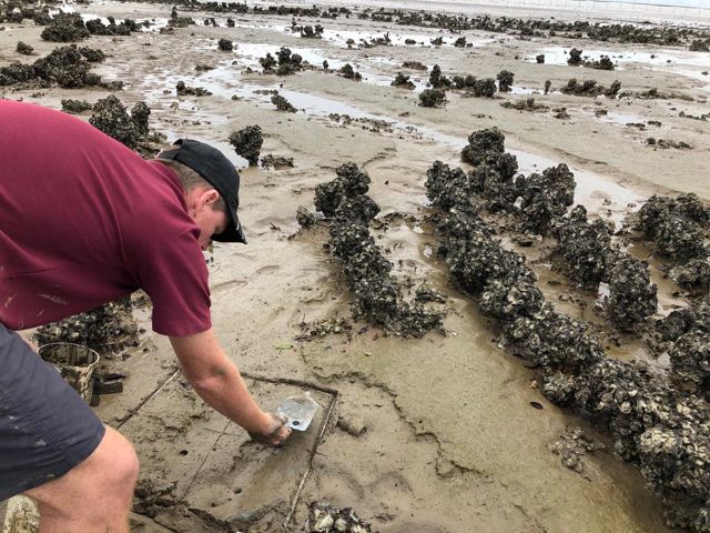 A scientist digs in the mud next to rows of oyster shells.