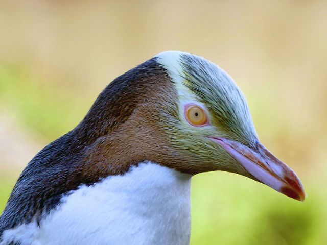 Yellow-eyed penguins are so shy that birders must hide in blinds to get a glimpse of them.