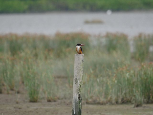 A black-capped kingfisher stands on a pole surrounded by marsh.