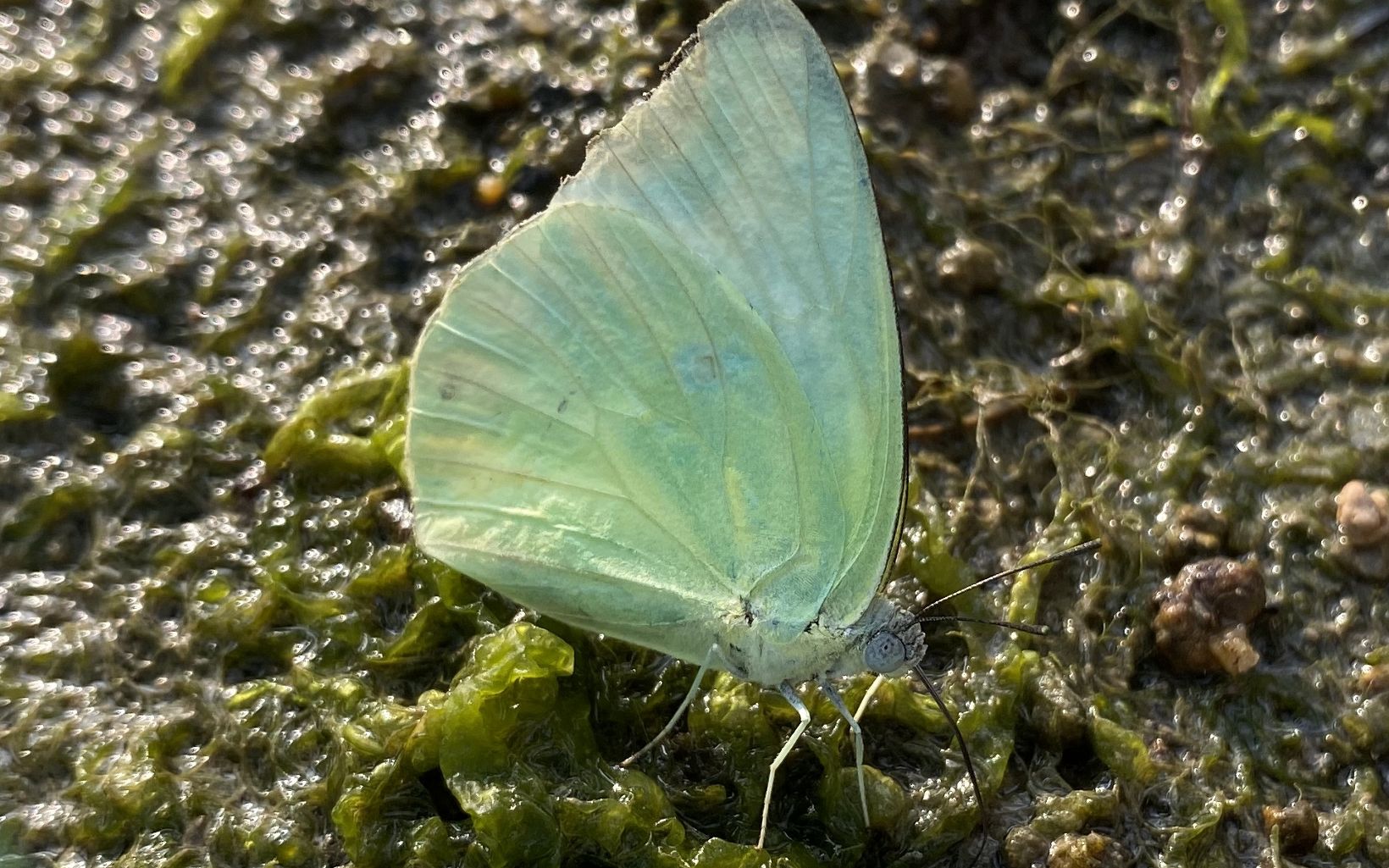 Up close photo of a light green butterfly.