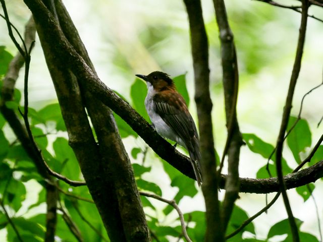 A hestnut bulbul bird is on profile as it sits in a tree.