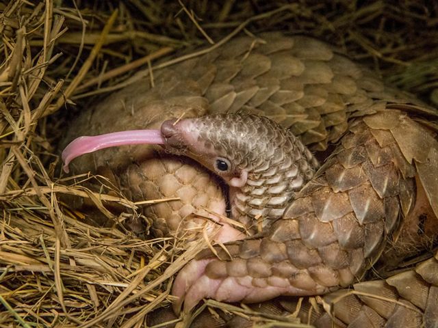 A pangolin uses its long tongue to lick up termites.