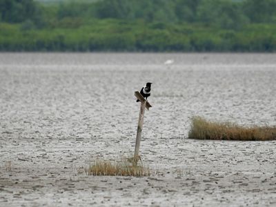 A collared crow bird stands on a post sticking out of a body of water.