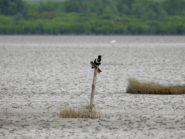 A collared crow bird stands on a post sticking out of a body of water.