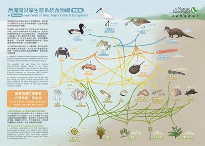 簡化版的后海灣沿岸生態系統食物網