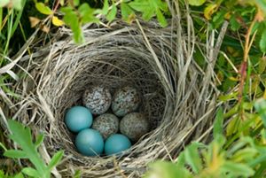 A nest with 3 dickcissel eggs and 4 cowbird eggs.