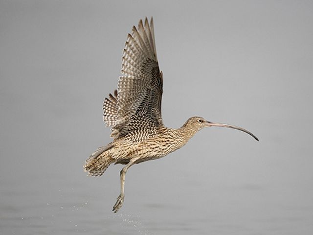 The largest of all the world’s shorebirds, the Eastern Curlew’s impressive bill is used to probe mud and dig up crabs and molluscs.