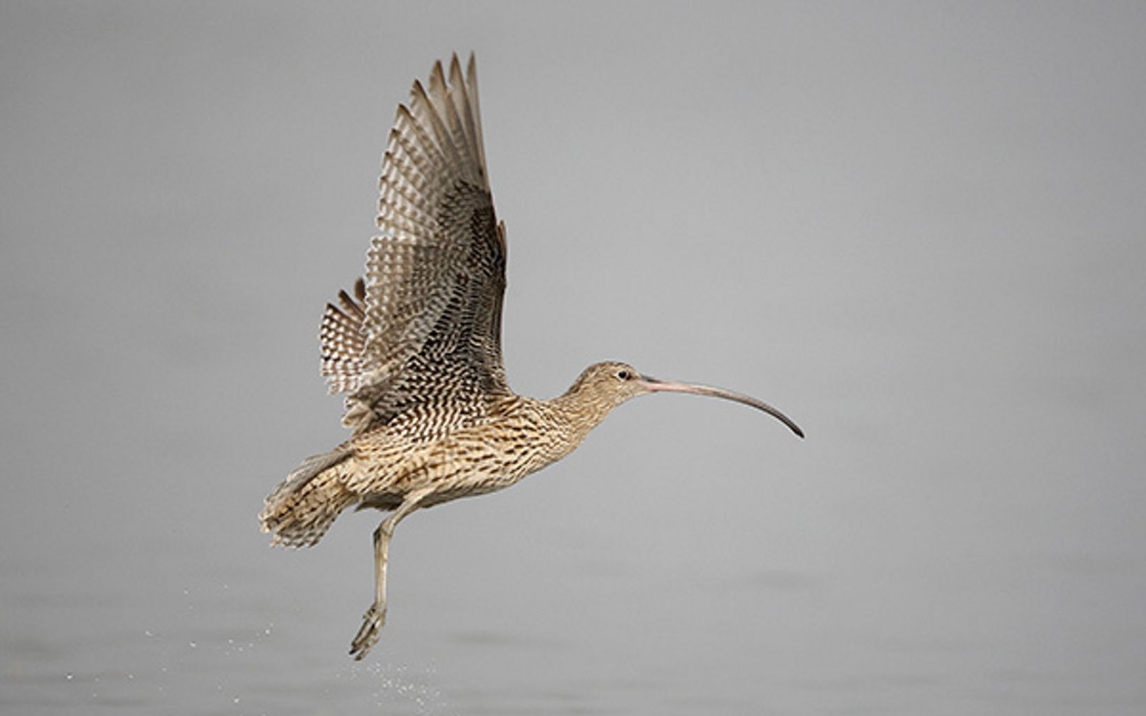Eastern Curlew The largest of all the world’s shorebirds, the Eastern Curlew’s impressive bill is used to probe mud and dig up crabs and molluscs. © Martin Hale