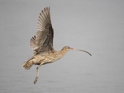The largest of all the world’s shorebirds, the Eastern Curlew’s impressive bill is used to probe mud and dig up crabs and molluscs.