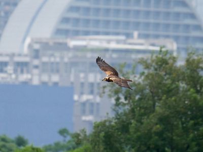 Easter Marsh Harrier bird flying in front of a building.