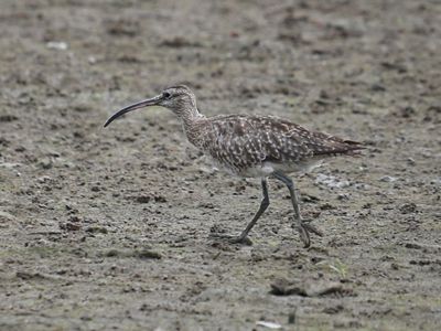 A Eurasian Whimbrel has a curved bill.